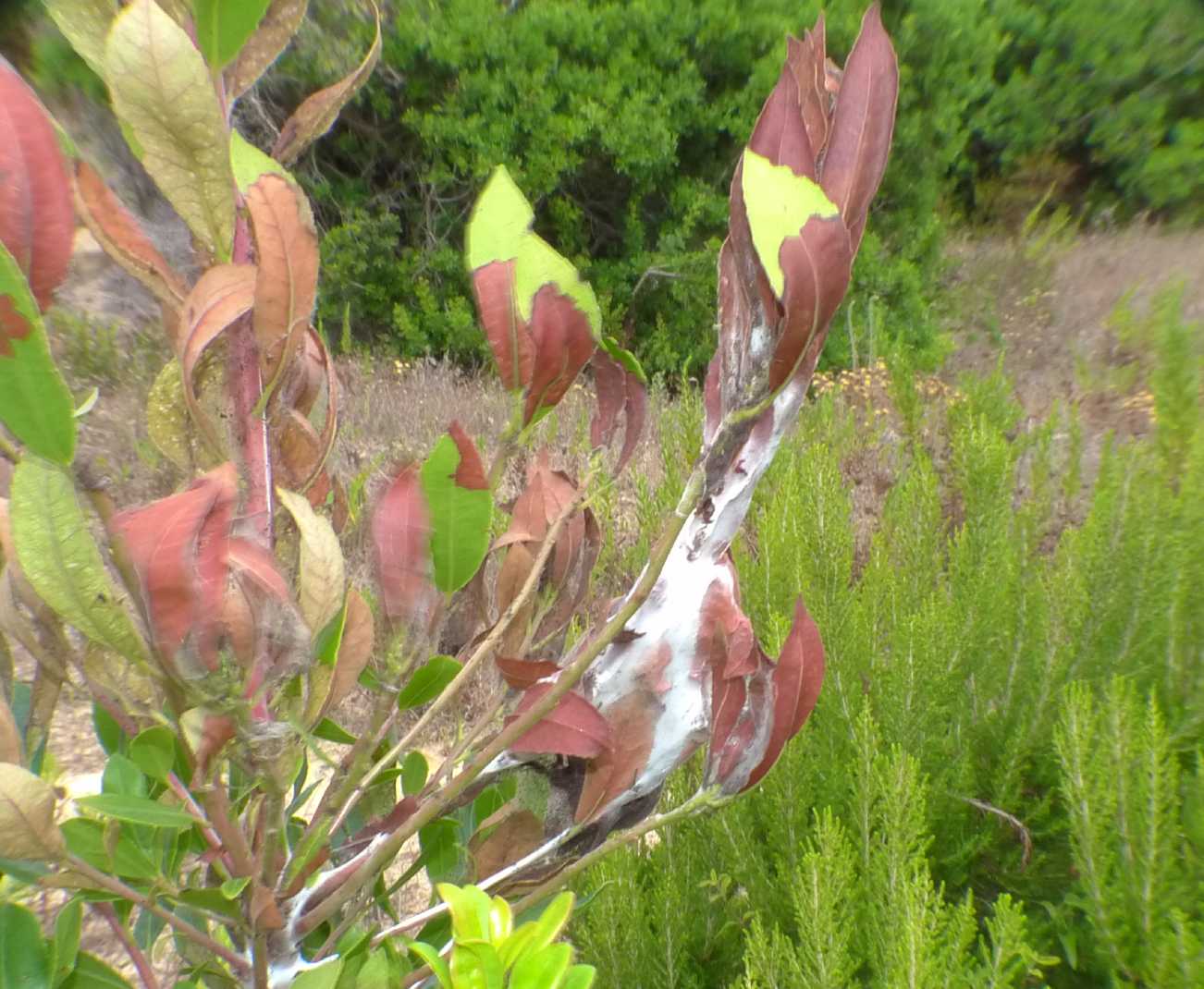 Piccoli bruchi del corbezzolo